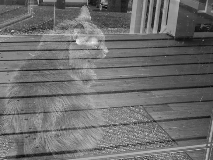 Ghost Cat