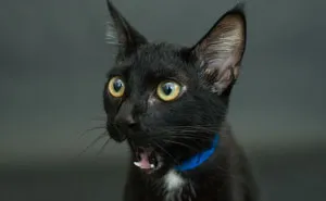 Seattle Animal Shelter Offers Free Black Cat Adoption This Black Friday
