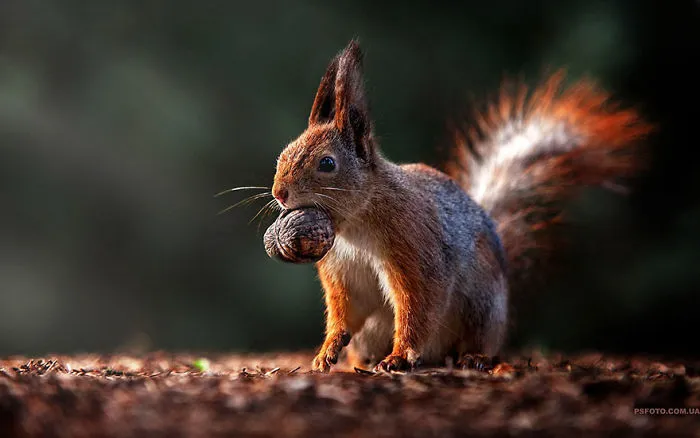 35 Stunning Animal Portraits By Ukrainian Photographer Sergey Polyushko