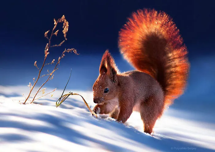 35 Stunning Animal Portraits By Ukrainian Photographer Sergey Polyushko
