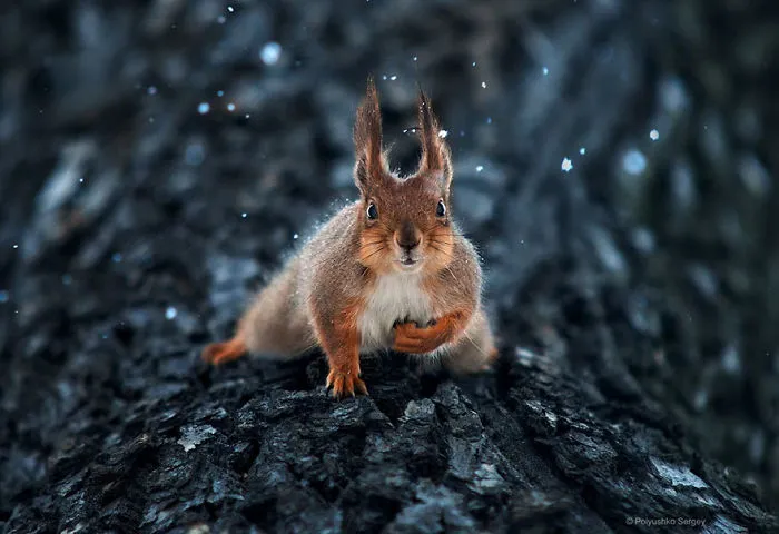 35 Stunning Animal Portraits By Ukrainian Photographer Sergey Polyushko