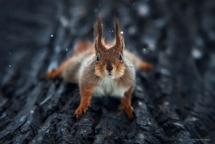 35 Stunning Animal Portraits By Ukrainian Photographer Sergey Polyushko