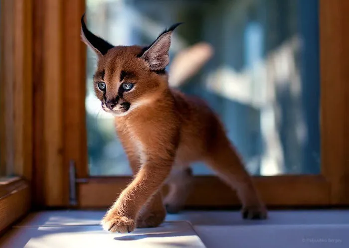 35 Stunning Animal Portraits By Ukrainian Photographer Sergey Polyushko