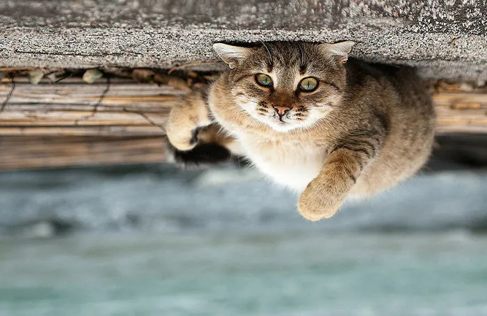 35 Stunning Animal Portraits By Ukrainian Photographer Sergey Polyushko