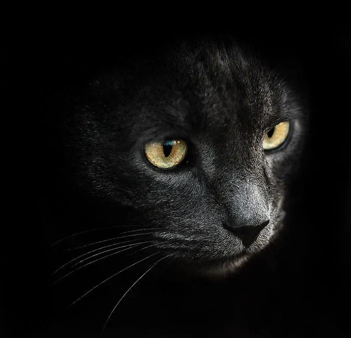 35 Stunning Animal Portraits By Ukrainian Photographer Sergey Polyushko