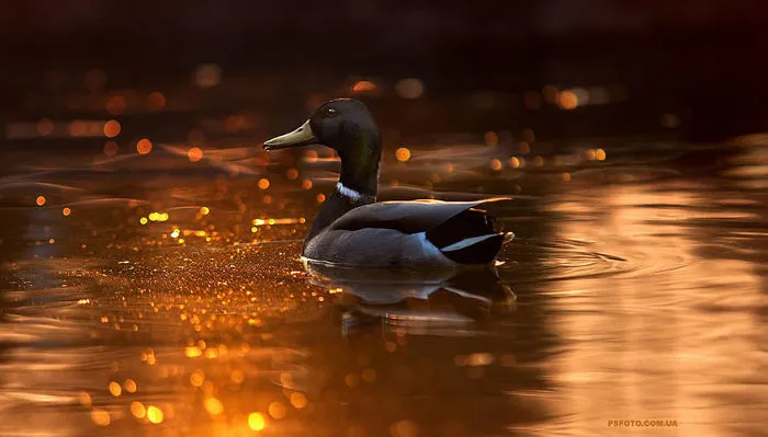 35 Stunning Animal Portraits By Ukrainian Photographer Sergey Polyushko