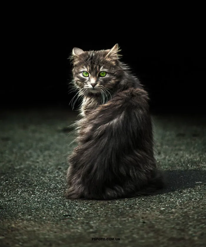 35 Stunning Animal Portraits By Ukrainian Photographer Sergey Polyushko