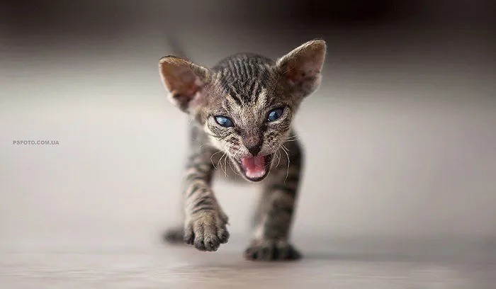 35 Stunning Animal Portraits By Ukrainian Photographer Sergey Polyushko