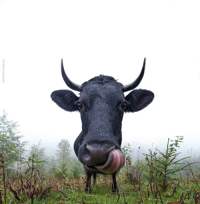 35 Stunning Animal Portraits By Ukrainian Photographer Sergey Polyushko