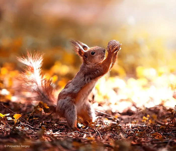 35 Stunning Animal Portraits By Ukrainian Photographer Sergey Polyushko