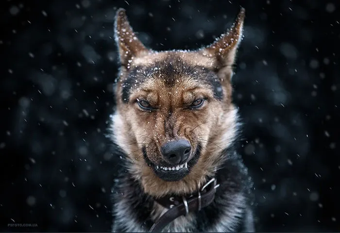 35 Stunning Animal Portraits By Ukrainian Photographer Sergey Polyushko