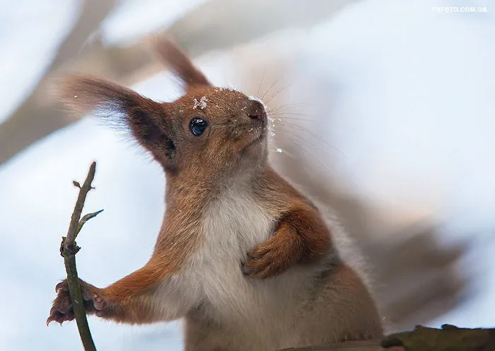 35 Stunning Animal Portraits By Ukrainian Photographer Sergey Polyushko