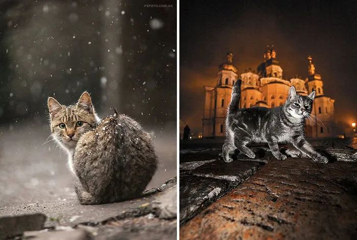 35 Stunning Animal Portraits By Ukrainian Photographer Sergey Polyushko