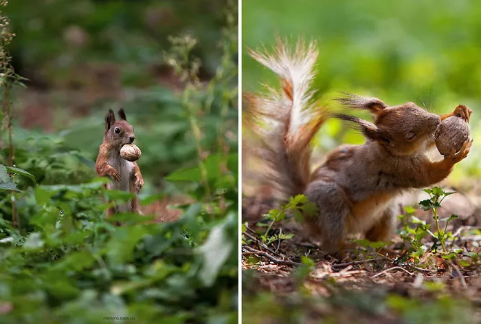 35 Stunning Animal Portraits By Ukrainian Photographer Sergey Polyushko