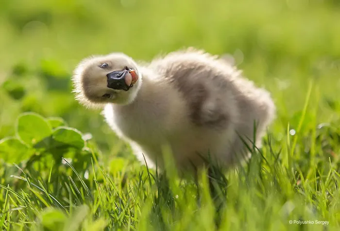 35 Stunning Animal Portraits By Ukrainian Photographer Sergey Polyushko