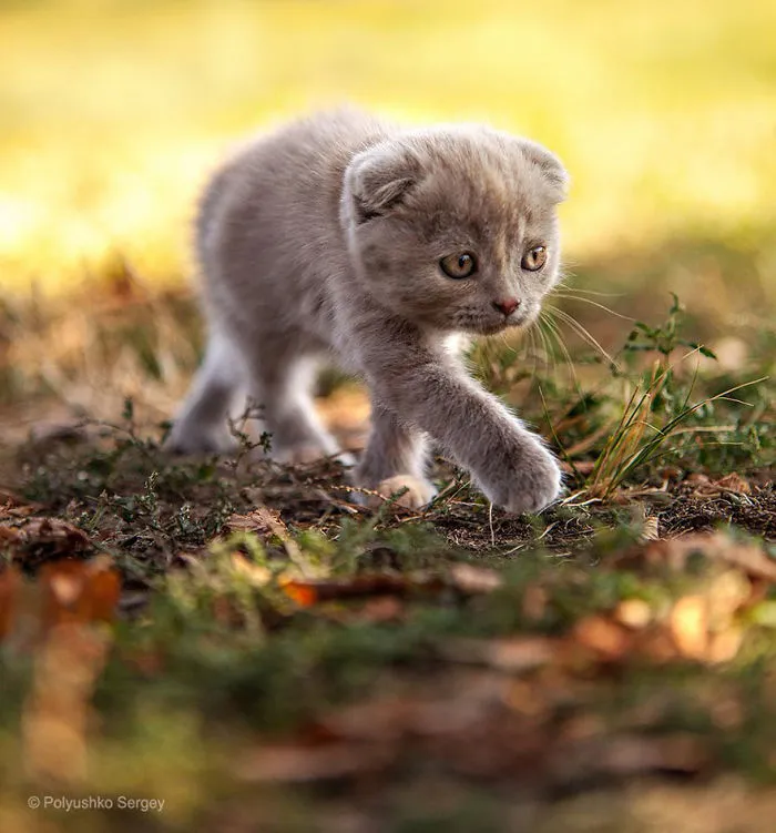 35 Stunning Animal Portraits By Ukrainian Photographer Sergey Polyushko