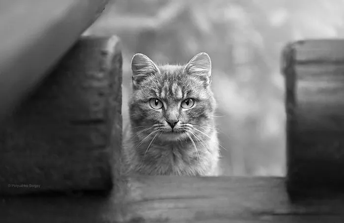 35 Stunning Animal Portraits By Ukrainian Photographer Sergey Polyushko