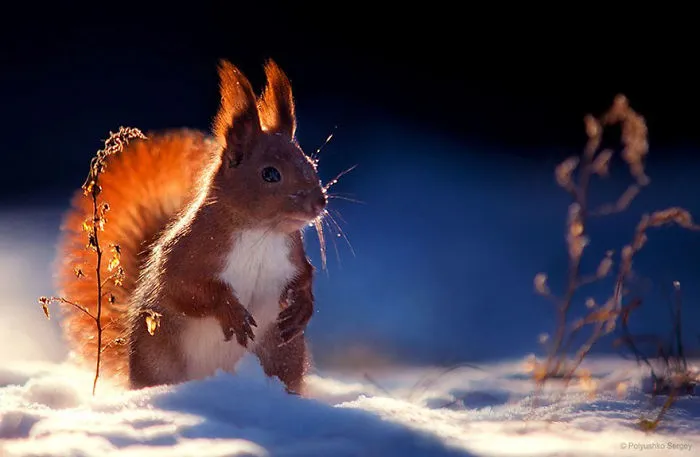 35 Stunning Animal Portraits By Ukrainian Photographer Sergey Polyushko