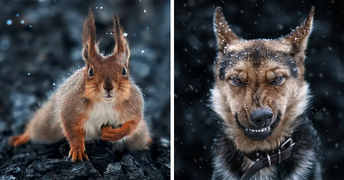 15 Increíbles retratos de animales, por el fotógrafo ucranio Sergey Polyushko