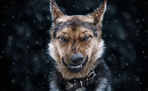 35 Stunning Animal Portraits By Ukrainian Photographer Sergey Polyushko