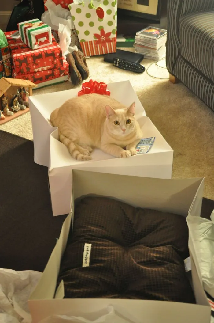Got My Cat A Bed For Christmas