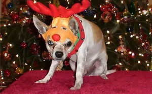 40 Pets That Hate Christmas More Than Anything