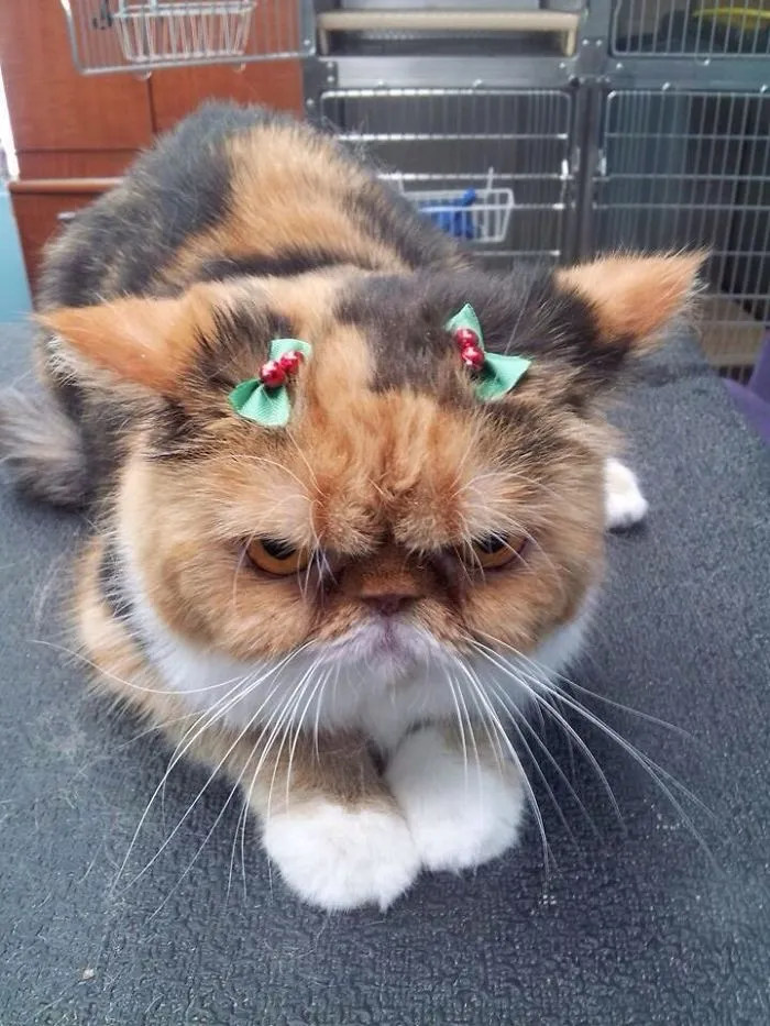 Merry Christmas Ya' Filthy Animal