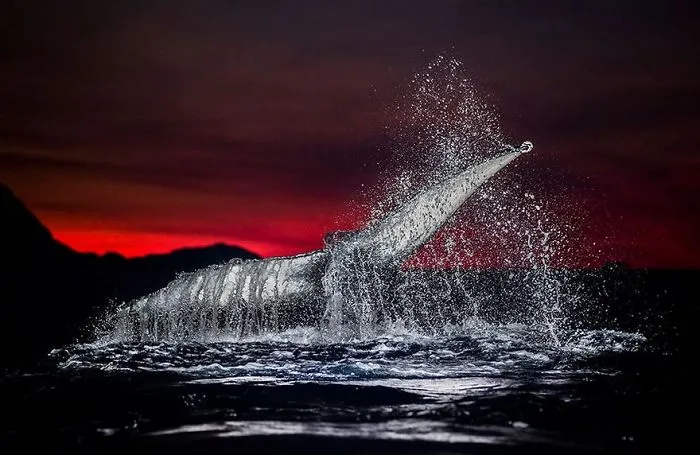 Biology Professor Photographs Arctic Whales And His Photos Will Take Your Breath Away (28 Pics)