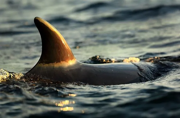 Biology Professor Photographs Arctic Whales And His Photos Will Take Your Breath Away (28 Pics)