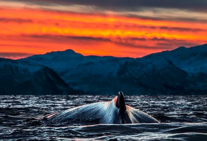 Biology Professor Photographs Arctic Whales And His Photos Will Take Your Breath Away (28 Pics)