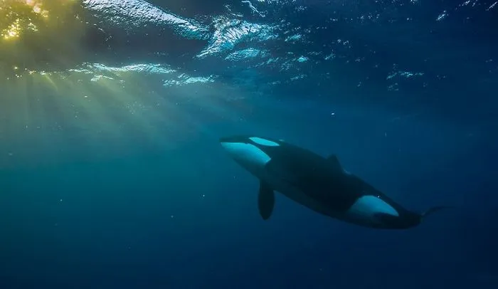 Biology Professor Photographs Arctic Whales And His Photos Will Take Your Breath Away (28 Pics)