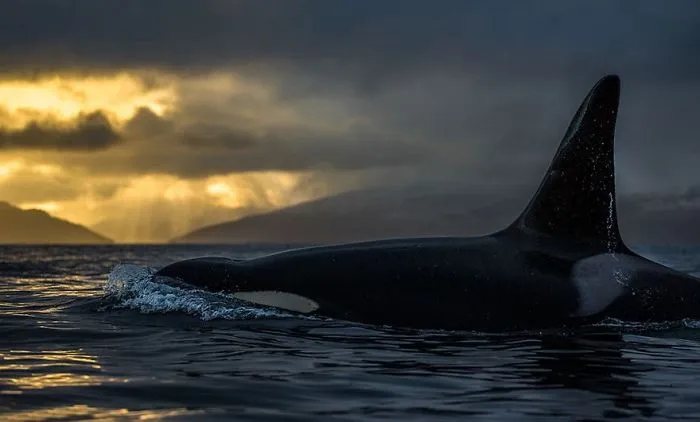 Biology Professor Photographs Arctic Whales And His Photos Will Take Your Breath Away (28 Pics)