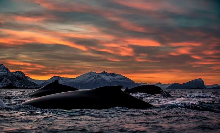 Biology Professor Photographs Arctic Whales And His Photos Will Take Your Breath Away (28 Pics)