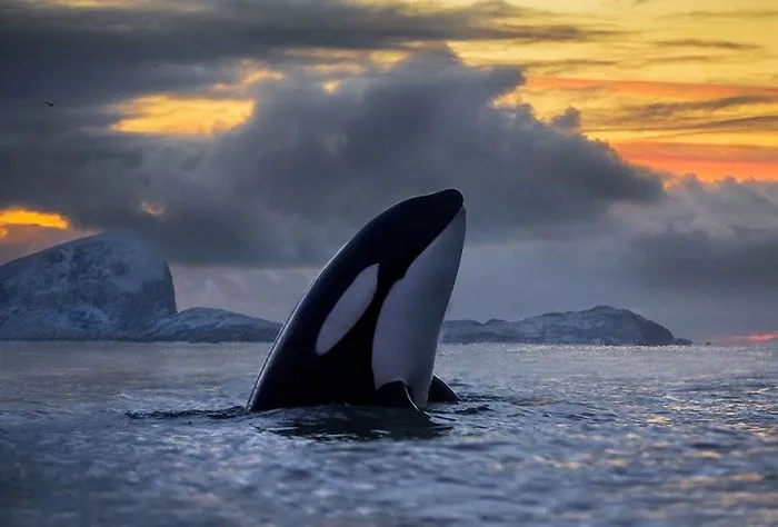 Biology Professor Photographs Arctic Whales And His Photos Will Take Your Breath Away (28 Pics)