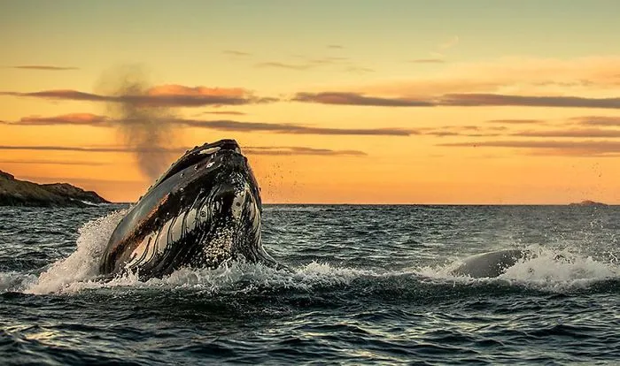 Biology Professor Photographs Arctic Whales And His Photos Will Take Your Breath Away (28 Pics)