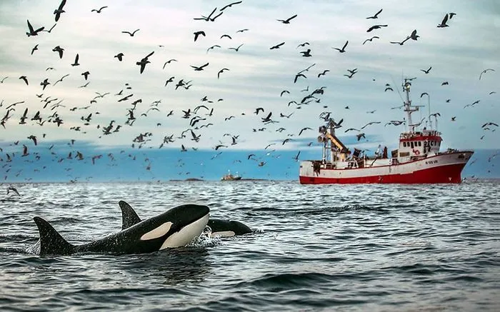 Biology Professor Photographs Arctic Whales And His Photos Will Take Your Breath Away (28 Pics)