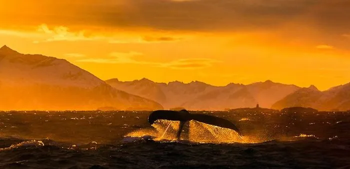 Biology Professor Photographs Arctic Whales And His Photos Will Take Your Breath Away (28 Pics)