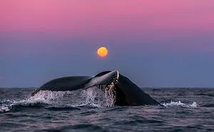 Biology Professor Photographs Arctic Whales And His Photos Will Take Your Breath Away (28 Pics)