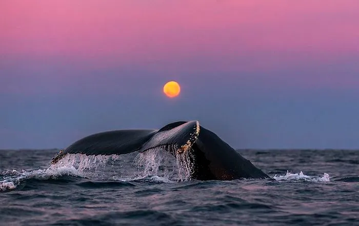 Biology Professor Photographs Arctic Whales And His Photos Will Take Your Breath Away (28 Pics)