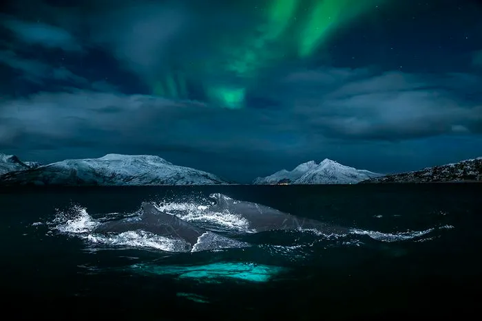 Biology Professor Photographs Arctic Whales And His Photos Will Take Your Breath Away (28 Pics)
