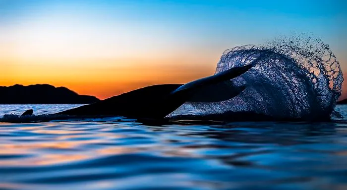 Biology Professor Photographs Arctic Whales And His Photos Will Take Your Breath Away (28 Pics)