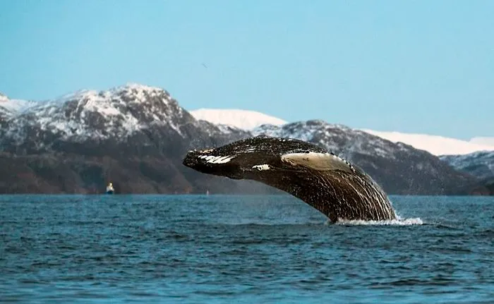 Biology Professor Photographs Arctic Whales And His Photos Will Take Your Breath Away (28 Pics)