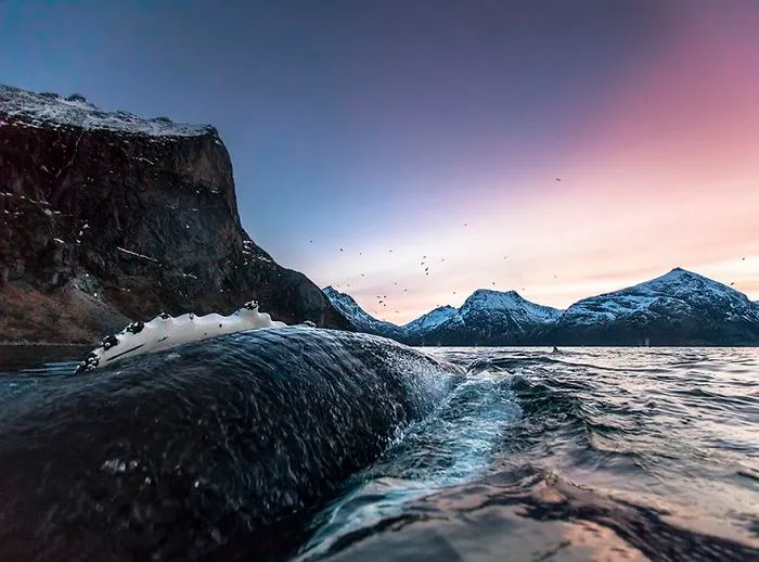 Biology Professor Photographs Arctic Whales And His Photos Will Take Your Breath Away (28 Pics)