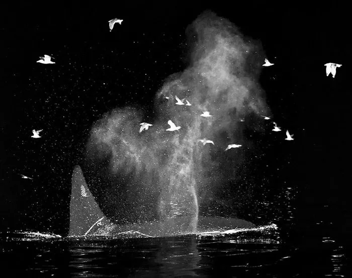 Biology Professor Photographs Arctic Whales And His Photos Will Take Your Breath Away (28 Pics)