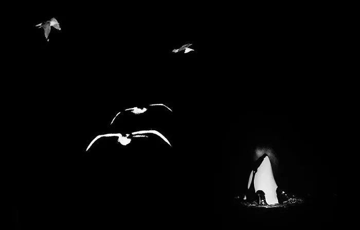 Biology Professor Photographs Arctic Whales And His Photos Will Take Your Breath Away (28 Pics)