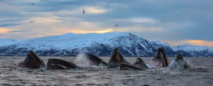 Biology Professor Photographs Arctic Whales And His Photos Will Take Your Breath Away (28 Pics)