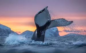 Biology Professor Photographs Arctic Whales And His Photos Will Take Your Breath Away (28 Pics)