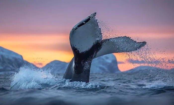 Biology Professor Photographs Arctic Whales And His Photos Will Take Your Breath Away (28 Pics)