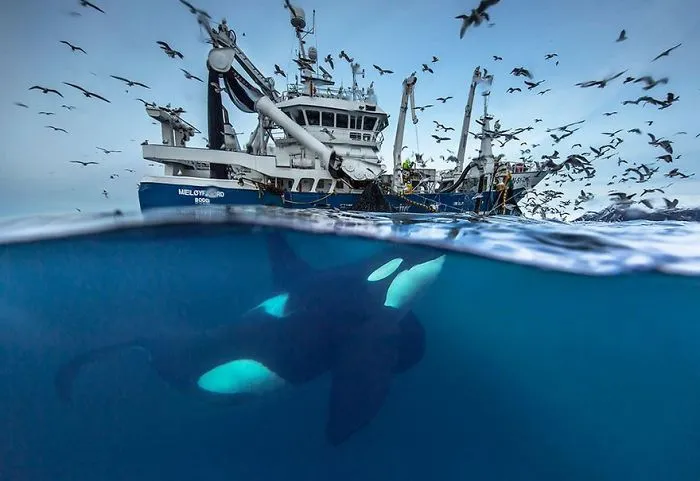 Biology Professor Photographs Arctic Whales And His Photos Will Take Your Breath Away (28 Pics)