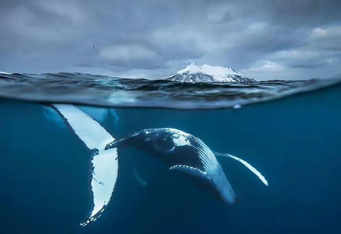 Biology Professor Photographs Arctic Whales And His Photos Will Take Your Breath Away (28 Pics)